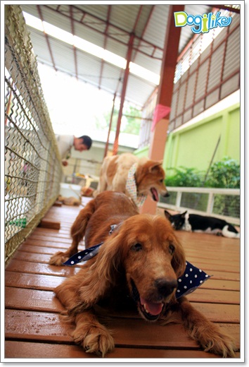 Dogilike.com :: ����ҡ�ȧҹ�������ͧ��� ���駷�� 2 @ ��ŹԸԺ�ҹʧ�������ѵ��ԡ��