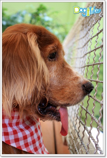 Dogilike.com :: ����ҡ�ȧҹ�������ͧ��� ���駷�� 2 @ ��ŹԸԺ�ҹʧ�������ѵ��ԡ��