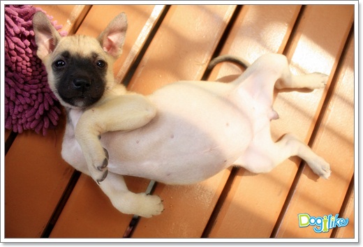 Dogilike.com :: ����ҡ�ȧҹ�������ͧ��� ���駷�� 2 @ ��ŹԸԺ�ҹʧ�������ѵ��ԡ��