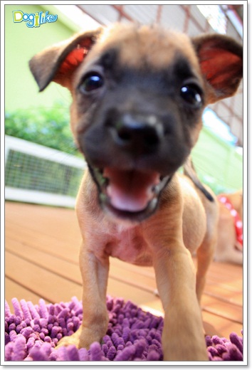 Dogilike.com :: ����ҡ�ȧҹ�������ͧ��� ���駷�� 2 @ ��ŹԸԺ�ҹʧ�������ѵ��ԡ��