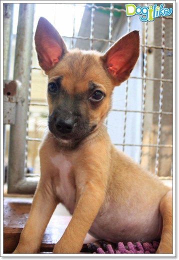 Dogilike.com :: ����ҡ�ȧҹ�������ͧ��� ���駷�� 2 @ ��ŹԸԺ�ҹʧ�������ѵ��ԡ��