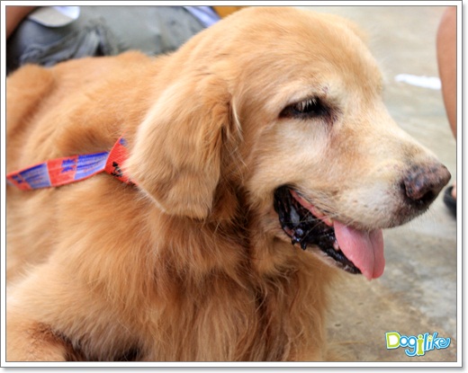 Dogilike.com :: ����ҡ�ȧҹ�������ͧ��� ���駷�� 2 @ ��ŹԸԺ�ҹʧ�������ѵ��ԡ��