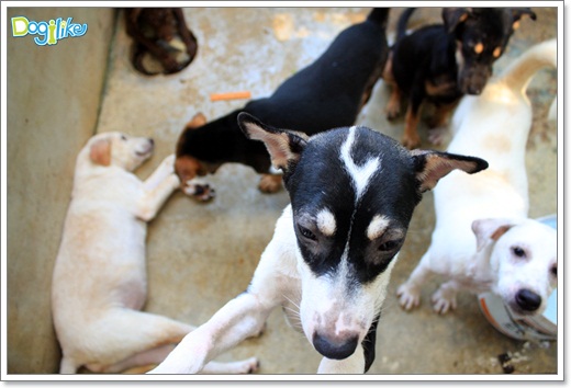Dogilike.com :: ����ҡ�ȧҹ�������ͧ��� ���駷�� 2 @ ��ŹԸԺ�ҹʧ�������ѵ��ԡ��