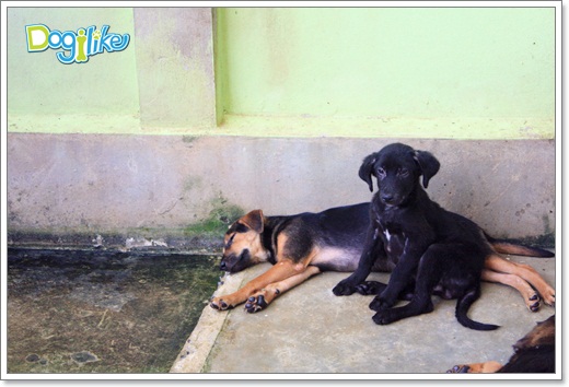 Dogilike.com :: ����ҡ�ȧҹ�������ͧ��� ���駷�� 2 @ ��ŹԸԺ�ҹʧ�������ѵ��ԡ��