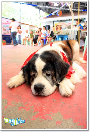 Dogilike.com :: ����ҡ�ȧҹ�������ͧ��� ���駷�� 2 @ ��ŹԸԺ�ҹʧ�������ѵ��ԡ��
