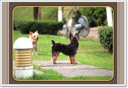 Dogilike.com :: REVIEW : สวนและสถานที่พาน้องหมาไปเดินเล่น