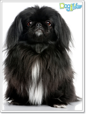Dogilike.com :: การดูแลลูกสุนัขพันธุ์เล็ก
