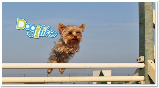 Dogilike.com :: ฝึกหมากระโดด(ง่ายมาก)
