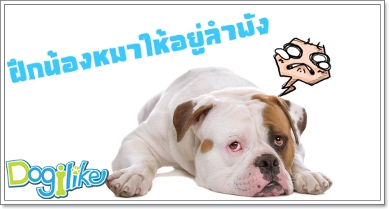 Dogilike.com :: ฝึกไม่ให้หมาร้องตามเรา
