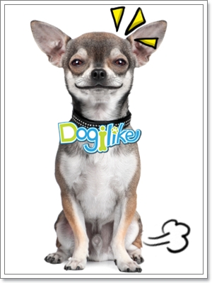 Dogilike.com :: ฝึกน้องหมาขับถ่าย
