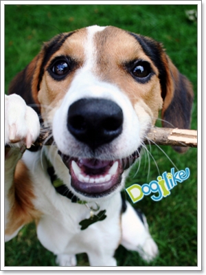 Dogilike.com :: ฝึกสุนัขให้เล่นเกม