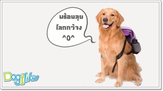 Dogilike.com :: ฝึกสุนัขให้ไม่กลัวที่สูง
