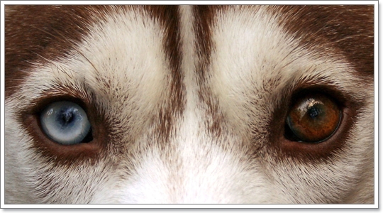 Dogilike.com :: 䫺¹ ʡ (Siberian Husky)
