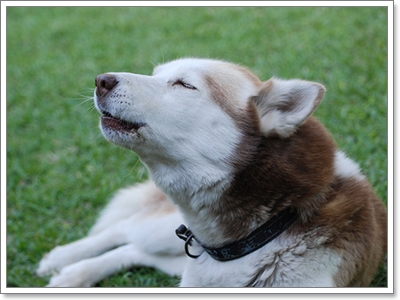 Dogilike.com :: ไซบีเรียน ฮัสกี้ น้องหมาอินดี้นิสัยไม่เหมือนใคร!