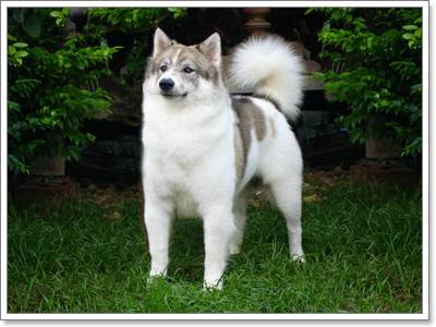 Dogilike.com :: บางแก้ว หมาไทยขนฟู ผู้ซื่อสัตย์
