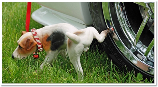 Dogilike.com :: ทำไมสุนัขชอบปัสสาวะใส่ยางรถ?