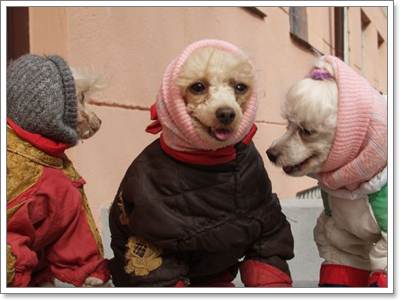 Dogilike.com :: น้องหมาจำเป็นต้องใส่เสื้อผ้าจริงหรือ?