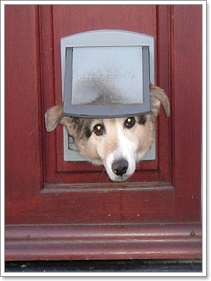 Dogilike.com :: ฝึกลูกหมาให้ขออนุญาตก่อนออกจากบ้าน