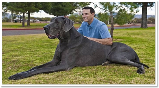 Dogilike.com :: "จอร์จ" น้องหมาที่ตัวสูงที่สุดในโลก