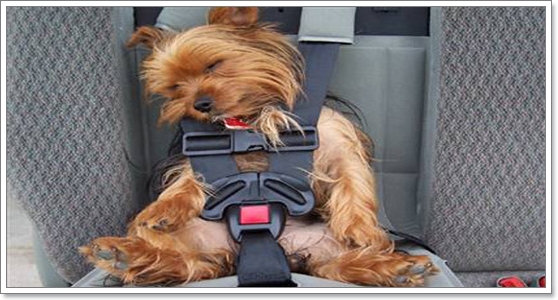 Dogilike.com :: 4 �Ը����ҡ�����ö�ͧ��ҵٺ