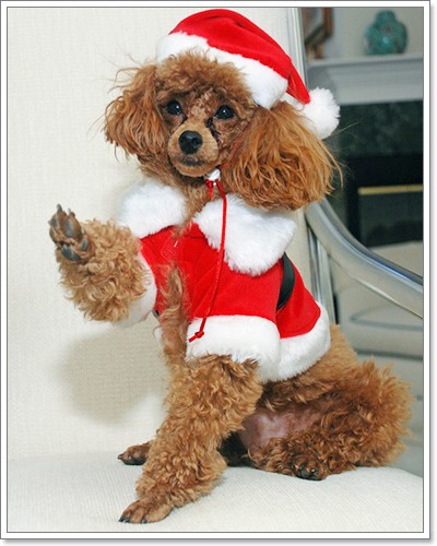 Merry Christmas Wallpaper on Dogilike Com Merry X Mas