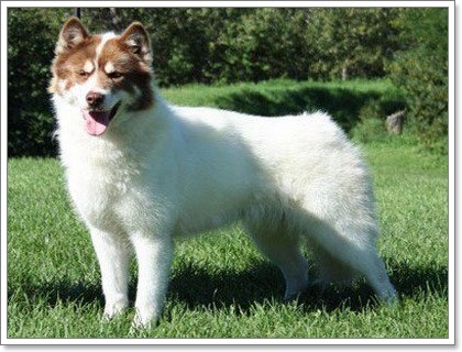 Dogilike.com :: ยลโฉม 12 สายพันธุ์สุนัขที่แพงที่สุดในโลก!