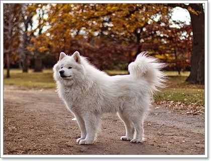Dogilike.com :: ยลโฉม 12 สายพันธุ์สุนัขที่แพงที่สุดในโลก!
