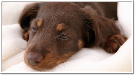 Dogilike.com :: หวัด...โรคติดต่อสุดฮิตในลูกสุนัข