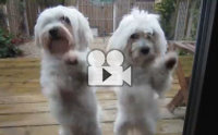 ����͵ٺ������ Dancing Queen