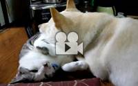 �ҡ�ü��� ����ҡ��Ƿ���ش
