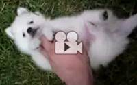 ˹�ҹ�� ���Ҩ���ش�