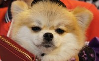 Dogilike ������Ǿҷ���� PET EXPO 2012 �͹��� 2