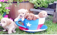 �Ҿ��������ѡ�ͧ��ͧ���  T Cup  in Cup