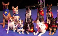 The Stunt Dog Guy �ꧤ�����ҹѡ�ʴ����
