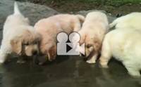 7 �ʺ�Ѻ�����蹹���ش�ѹ��