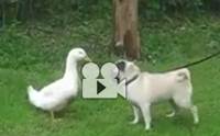 �֡����ѡ������ ��� VS ��