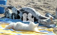 �Ҵ� �ꧤ��ͧ��Һء����!!