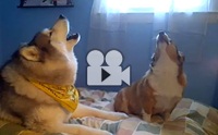 Husky Vs Corgi �͹�觡ѹ