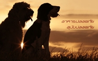 �ѹ���� !! ������·���ҡѺ����âͧ�عѢ
