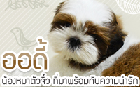 �ʹ�� ��ͧ��ҵ�Ǩ��Ƿ���Ҿ�����Ѻ��������ѡ