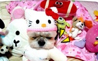 Ὺ�蹹�ͧ��ҡѺ��꡵ҵ���ô