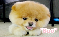 �ç���ش�Ե�ͧ��� Boo �عѢ����ѡ����ش��š