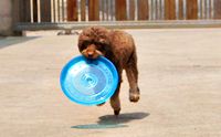 Review : �ҹ��͹ Animal Planet 