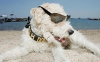 Dog on the Beach