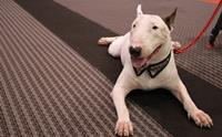 Dogilike ������Ǿҷ���� PET EXPO 2013 �͹��� 2