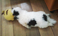 ���������ҹ�ͧ����ѧ Planking! 
