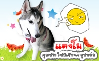  ᵧ��  �س��� 䫺����¹� �ٻ����