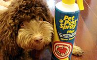 REVIEW : สเปรย์กำจัดเห็บ Pet Pest Spray Plus