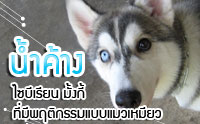��Ӥ�ҧ 䫺����¹ ��駡�� ����վĵԡ���Ẻ���������
