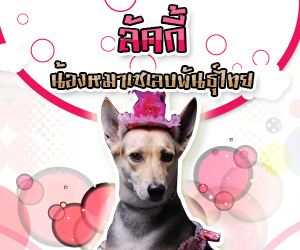 ลัคกี้ น้องหมาเซเลบพันธุ์ไทย ลัคกี้ น้องหมาเซเลบพันธุ์ไทย